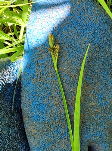 Image of Juncus ensifolius by (c) Jeffrey Lee (he/him/his), some rights reserved (CC BY)