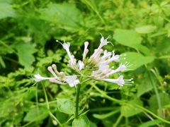 Valeriana pauciflora