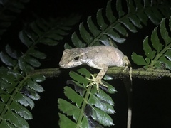 Anolis pachypus