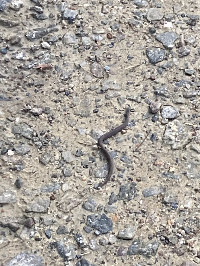 Natricine Snakes from William B. Umstead State Park, Raleigh, NC, US on ...