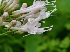 Valeriana pauciflora