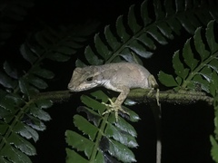 Anolis pachypus