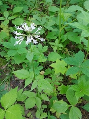 Valeriana pauciflora