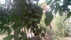 Melicoccus bijugatus