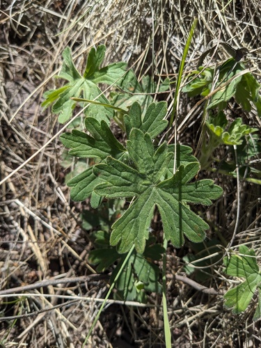 Mogollon geranium (Geranium lentum)