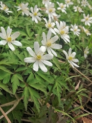 Anemonoides amurensis