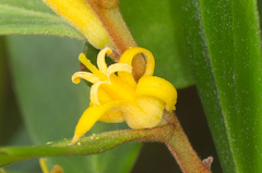 Persoonia stradbrokensis