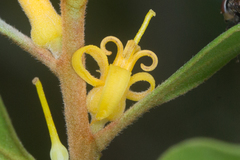 Persoonia stradbrokensis