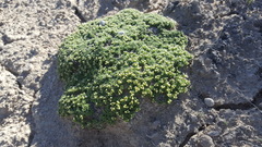 Lepidium nanum