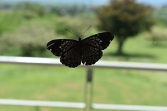 Hamadryas atlantis lelaps