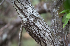 Persoonia stradbrokensis
