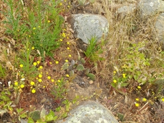 Malacothrix foliosa foliosa