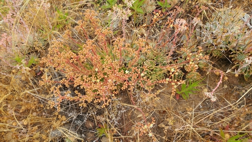 Dudleya virens