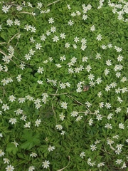 Anemonoides amurensis