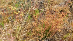 Dudleya virens virens