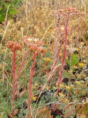 Dudleya virens virens