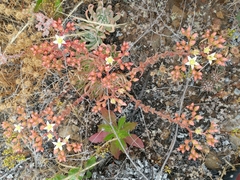 Dudleya virens virens