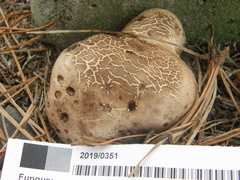 Scleroderma bovista