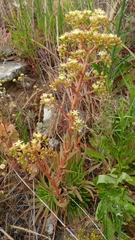 Dudleya virens virens