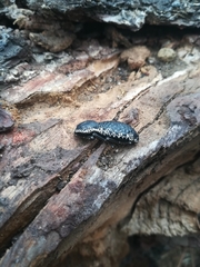 Zopherus laevicollis