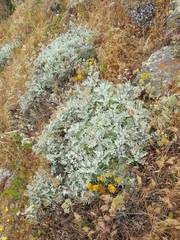 Constancea nevinii