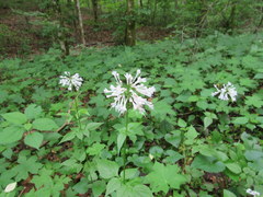 Valeriana pauciflora