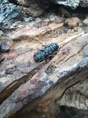 Zopherus laevicollis