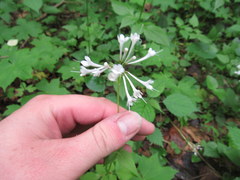 Valeriana pauciflora