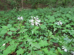 Valeriana pauciflora