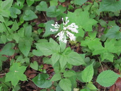 Valeriana pauciflora