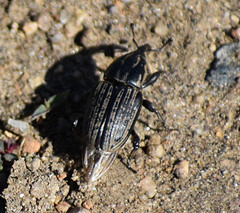 Sphenophorus australis