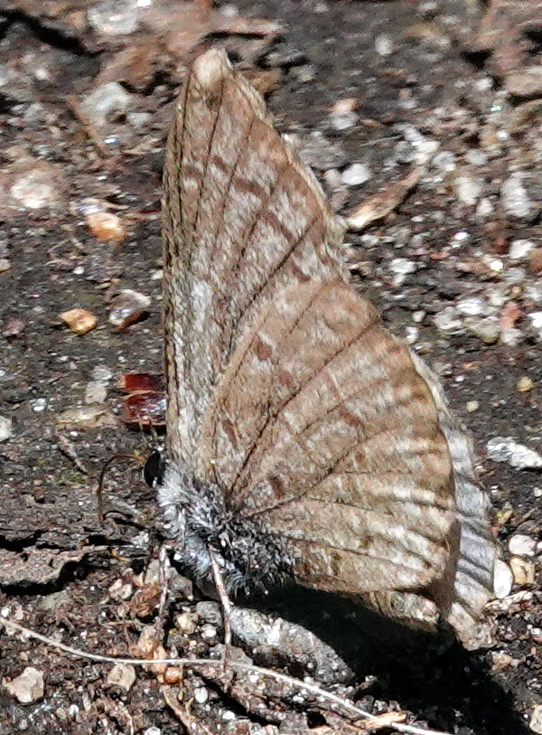 Northern Azure from Merivale Gardens Grenfell Glen Pineglen Country Place, Ottawa, ON