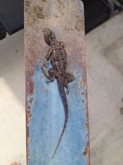 Sceloporus occidentalis