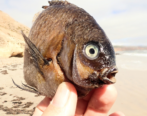Common scalyfin (Parma victoriae) — Pomacentridae — 3