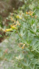 Acmispon dendroideus traskiae