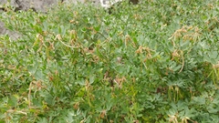 Acmispon dendroideus traskiae
