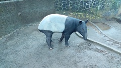Tapirus indicus