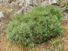 Acmispon dendroideus traskiae