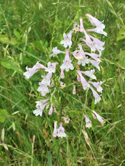 Penstemon