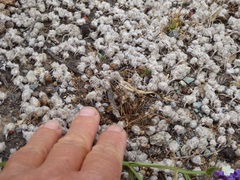 Psilocarphus brevissimus