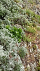 Castilleja grisea