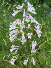 Penstemon