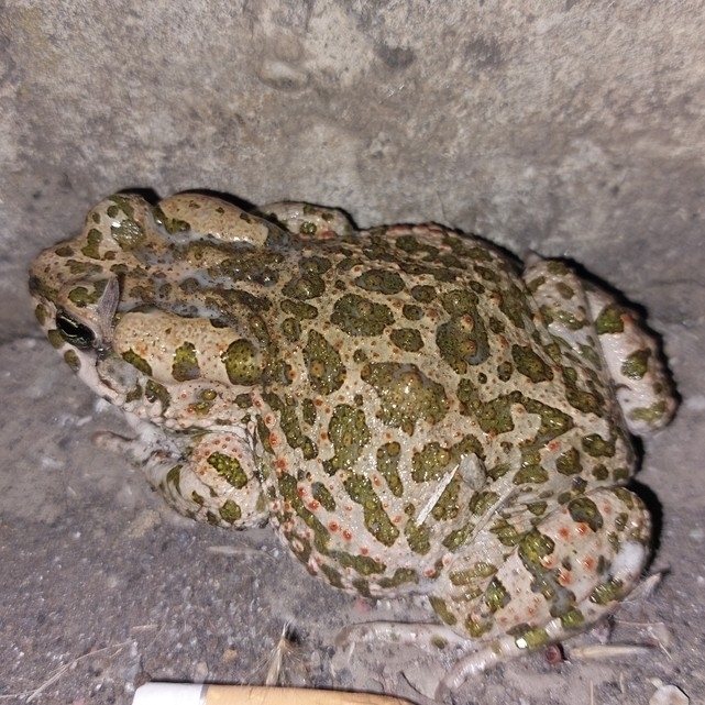 Bufotes siculus