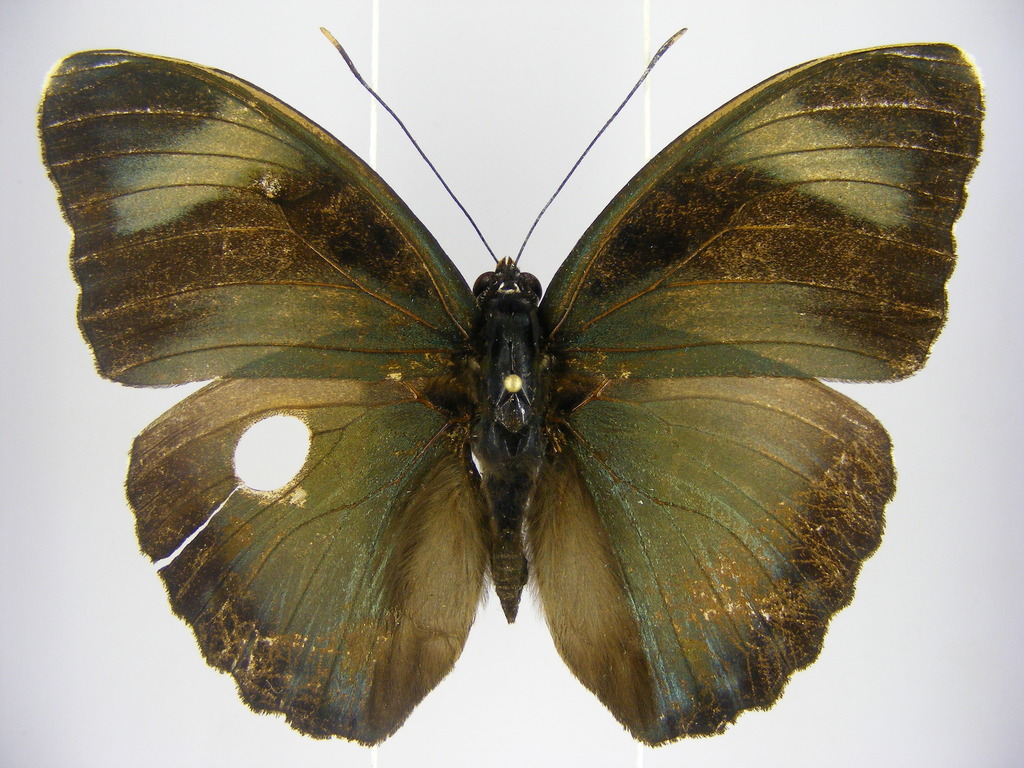 Euphaedra sarita