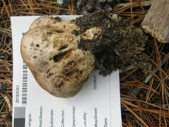 Scleroderma bovista