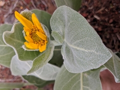 Wyethia mollis