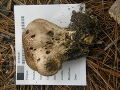 Scleroderma bovista