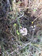 Plectritis congesta