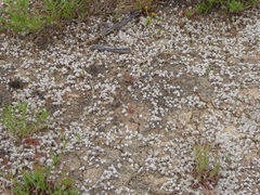 Psilocarphus brevissimus