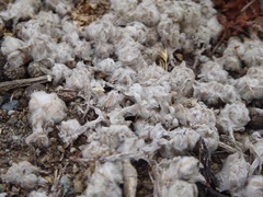 Psilocarphus brevissimus